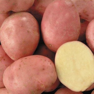 Desiree potatoes: characteristics and description of the variety ...