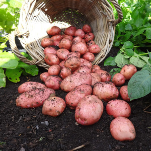 Eine vielversprechende, unprätentiöse und produktive Sorte von Desiree-Kartoffeln niederländischer Züchter