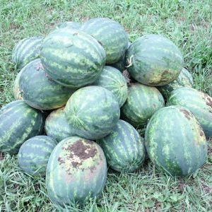 Frühreife Hybrid-Wassermelone Ataman mit riesigen Früchten und einzigartigem Geschmack