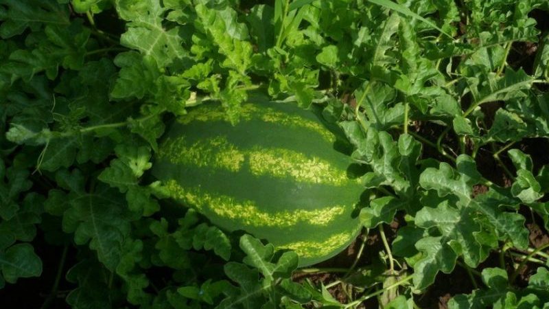 Frühreife Hybrid-Wassermelone Ataman mit riesigen Früchten und einzigartigem Geschmack