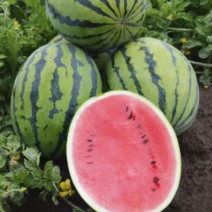 Eine unprätentiöse Pflege ultra-frühe Wassermelone Beduine f1 für Zentralrussland