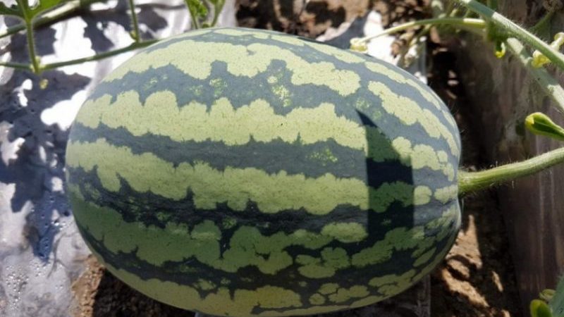 Eine unprätentiöse Pflege ultra-frühe Wassermelone Beduine f1 für Zentralrussland