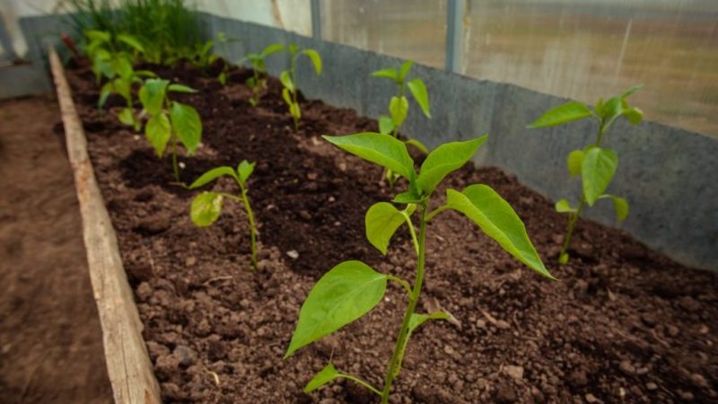 Düngemittel für Paprika: Wie man auf freiem Feld für Wachstum und Dicke füttert