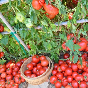 So gießen Sie Tomaten, um schneller rot zu werden: das beste Top-Dressing für Tomaten und Life-Hacks, um die Reifung zu beschleunigen