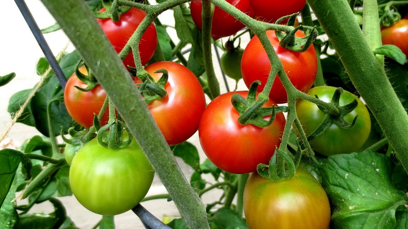 So gießen Sie Tomaten, um schneller rot zu werden: das beste Top-Dressing für Tomaten und Life-Hacks, um die Reifung zu beschleunigen