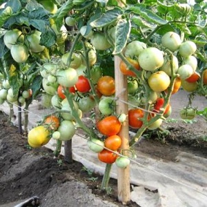 So gießen Sie Tomaten, um schneller rot zu werden: das beste Top-Dressing für Tomaten und Life-Hacks, um die Reifung zu beschleunigen