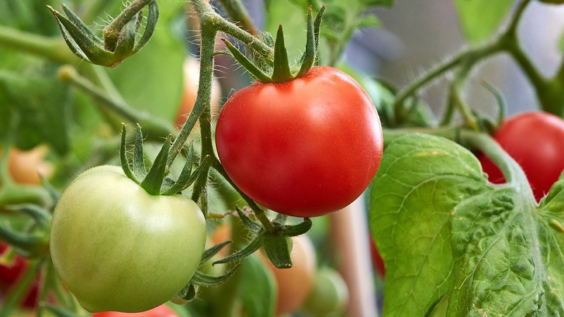 So gießen Sie Tomaten, um schneller rot zu werden: das beste Top-Dressing für Tomaten und Life-Hacks, um die Reifung zu beschleunigen