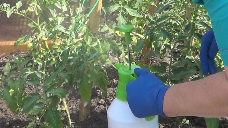 So gießen Sie Tomaten, um schneller rot zu werden: das beste Top-Dressing für Tomaten und Life-Hacks, um die Reifung zu beschleunigen