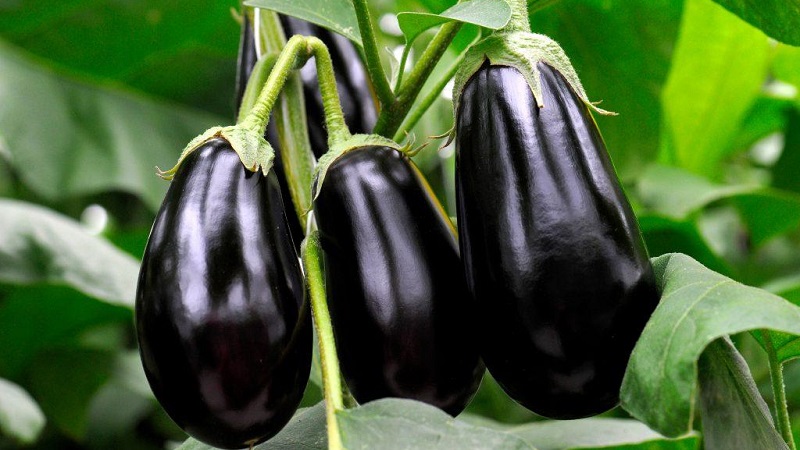 Was tun, um zu verhindern, dass die Aubergine bitter wird und ob bittere Früchte gegessen werden können?