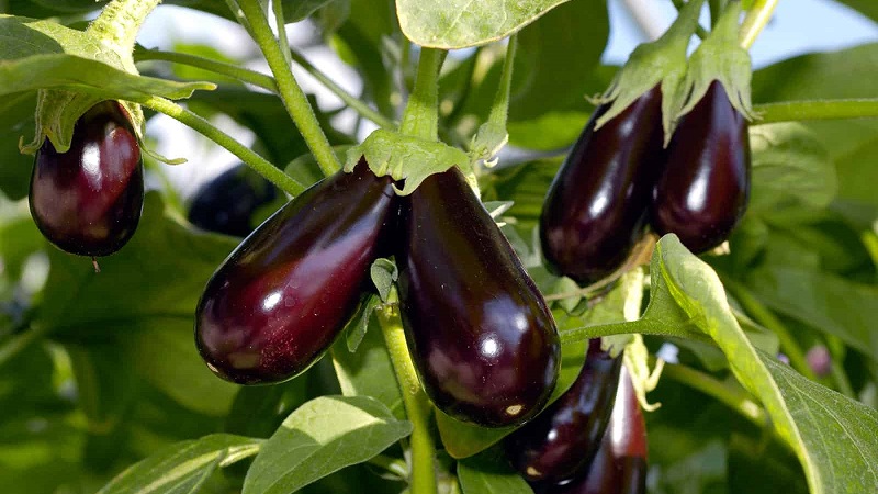 Was tun, um zu verhindern, dass die Aubergine bitter wird und ob bittere Früchte gegessen werden können?