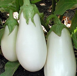 Was tun, um zu verhindern, dass die Aubergine bitter wird und ob bittere Früchte gegessen werden können?