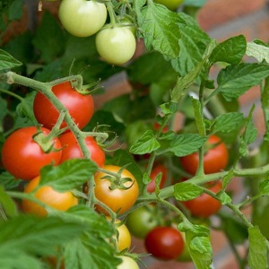 Was tun, um Tomaten im Gewächshaus schneller rot werden zu lassen: die besten Tricks und Life-Hacks erfahrener Sommerbewohner