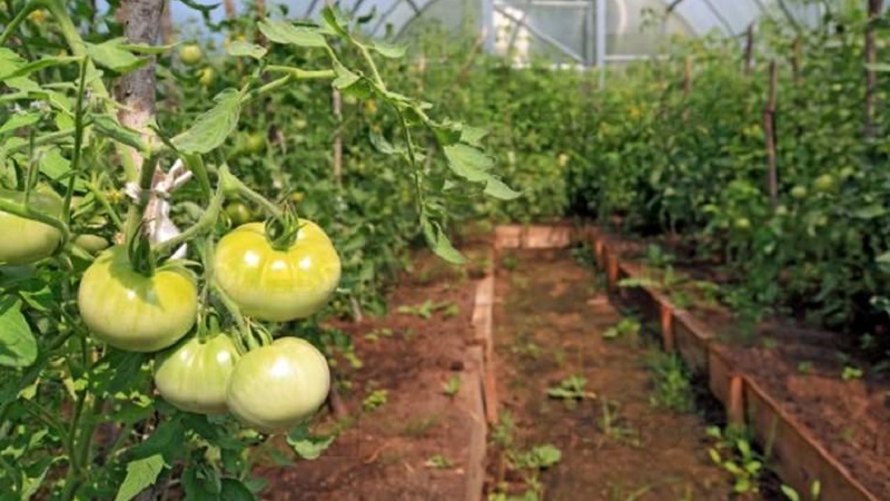 Was tun, um Tomaten im Gewächshaus schneller rot werden zu lassen: die besten Tricks und Life-Hacks erfahrener Sommerbewohner