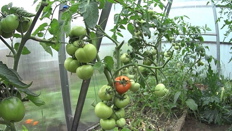 Was tun, um Tomaten im Gewächshaus schneller rot werden zu lassen: die besten Tricks und Life-Hacks erfahrener Sommerbewohner