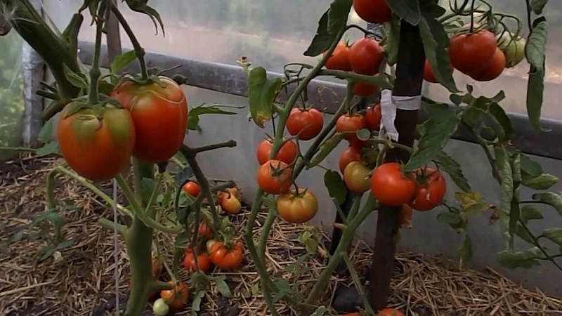 Was tun, um Tomaten im Gewächshaus schneller rot werden zu lassen: die besten Tricks und Life-Hacks erfahrener Sommerbewohner