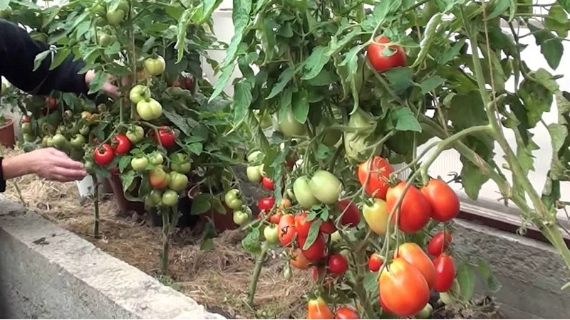 Was tun, um Tomaten im Gewächshaus schneller rot werden zu lassen: die besten Tricks und Life-Hacks erfahrener Sommerbewohner