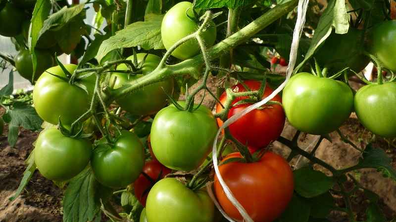 Was tun, um Tomaten im Gewächshaus schneller rot werden zu lassen: die besten Tricks und Life-Hacks erfahrener Sommerbewohner