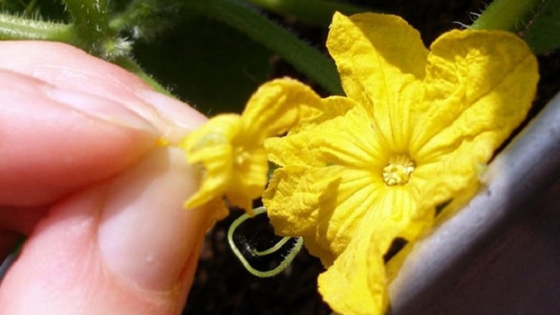 Was ist unfruchtbare Blumen auf Gurken und Merkmale seiner Behandlung, die Sie vielleicht nicht kennen