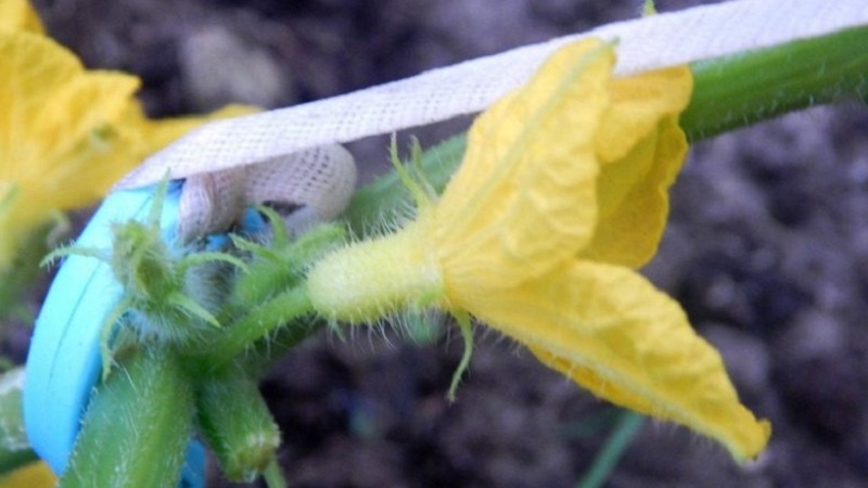 Was ist unfruchtbare Blumen auf Gurken und Merkmale seiner Behandlung, die Sie vielleicht nicht kennen