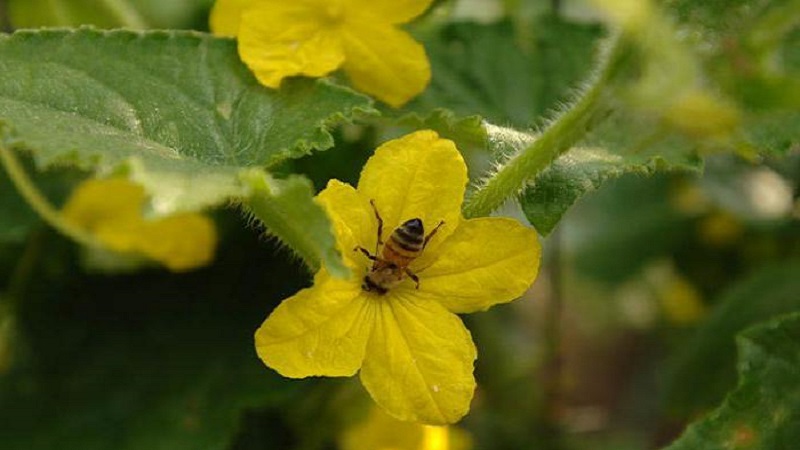 Was ist unfruchtbare Blumen auf Gurken und Merkmale seiner Behandlung, die Sie vielleicht nicht kennen