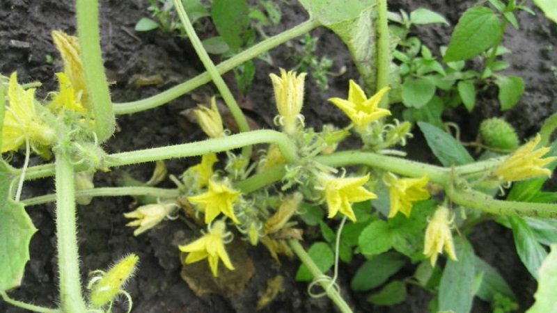 Was ist unfruchtbare Blumen auf Gurken und Merkmale seiner Behandlung, die Sie vielleicht nicht kennen