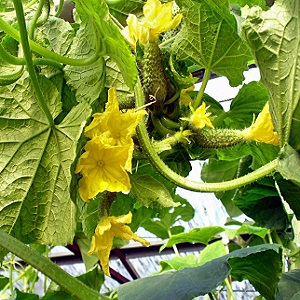 Was ist unfruchtbare Blumen auf Gurken und Merkmale seiner Behandlung, die Sie vielleicht nicht kennen