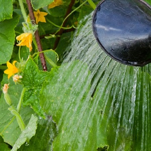 Was ist unfruchtbare Blumen auf Gurken und Merkmale seiner Behandlung, die Sie vielleicht nicht kennen