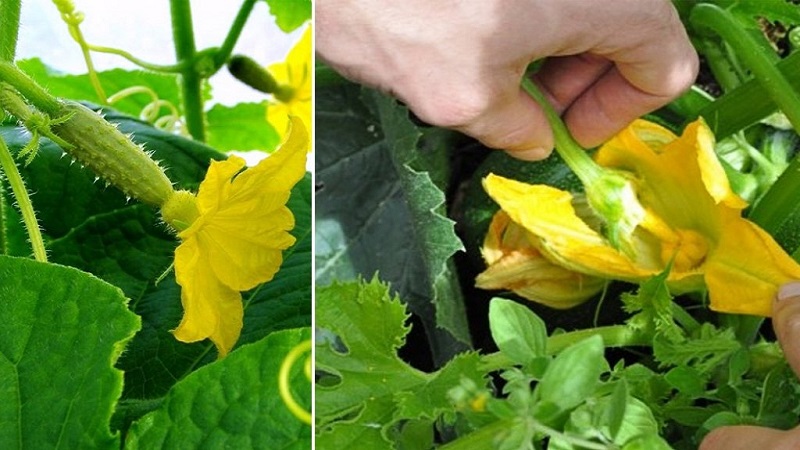 Was ist unfruchtbare Blumen auf Gurken und Merkmale seiner Behandlung, die Sie vielleicht nicht kennen