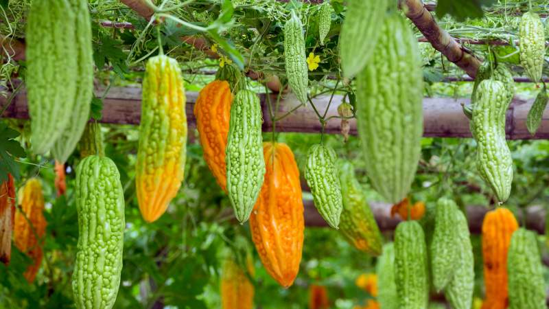 Übersicht der chinesischen Bittermelone (Momordiki)