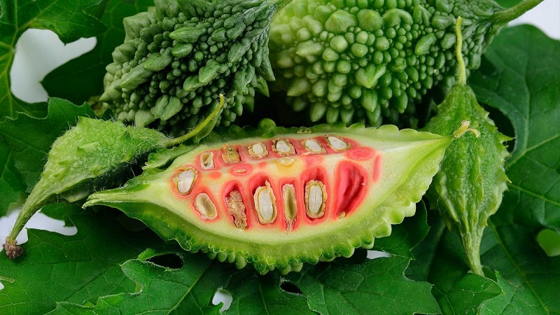 Übersicht der chinesischen Bittermelone (Momordiki)