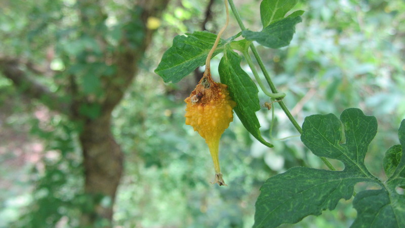 Übersicht der chinesischen Bittermelone (Momordiki)