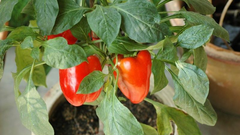 Wo und wie man Paprika zu Hause reift: Tipps zur Aufbewahrung von Gemüse und zur Beschleunigung der Reifung