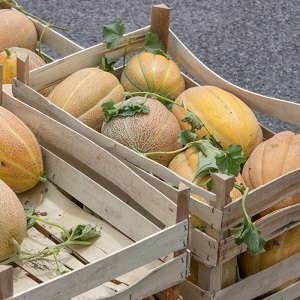 Wo und wie man Melonen vor dem neuen Jahr zu Hause aufbewahrt