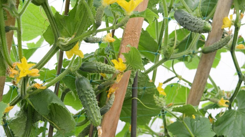 Cucumber hybrid F1 Bunch splendor: growing gherkins in the greenhouse, in the open field and on the windowsill