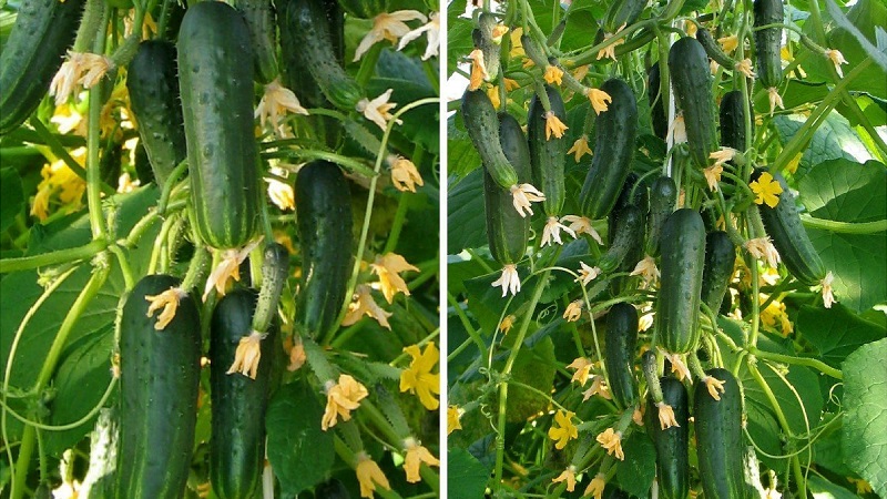 Cucumber hybrid F1 Bunch splendor: growing gherkins in the greenhouse, in the open field and on the windowsill