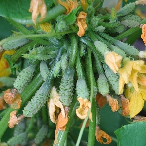 Cucumber hybrid F1 Bunch splendor: growing gherkins in the greenhouse, in the open field and on the windowsill