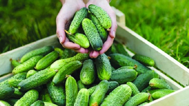 Cucumber hybrid F1 Bunch splendor: growing gherkins in the greenhouse, in the open field and on the windowsill