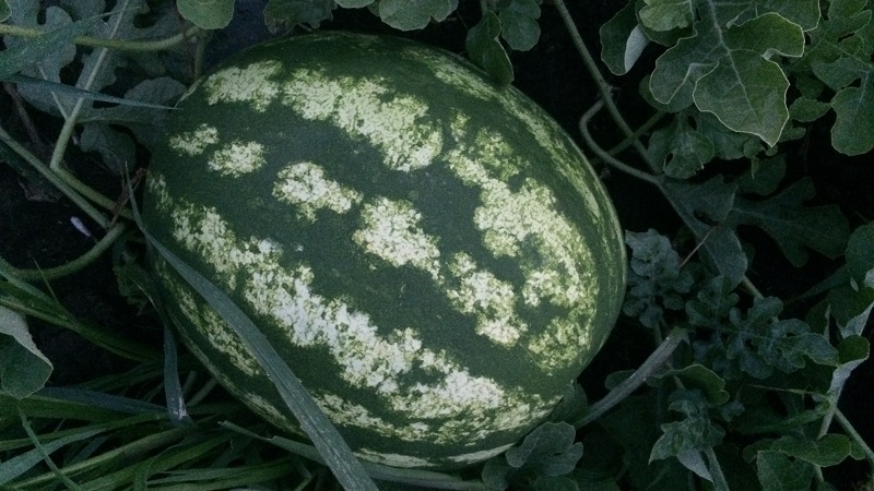 Hybride Wassermelone Karistan mit großen und süßen Früchten