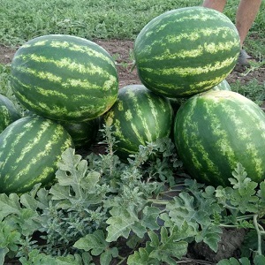 Hybride Wassermelone Karistan mit großen und süßen Früchten