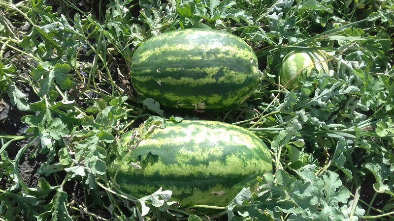 Hybride Wassermelone Karistan mit großen und süßen Früchten