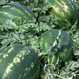 Hybride Wassermelone Karistan mit großen und süßen Früchten