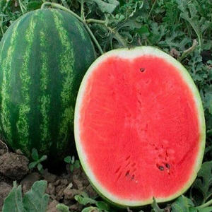 Hybride Wassermelone Karistan mit großen und süßen Früchten