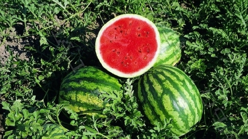 Hybride Wassermelone Karistan mit großen und süßen Früchten