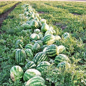 Hybride Wassermelone Karistan mit großen und süßen Früchten