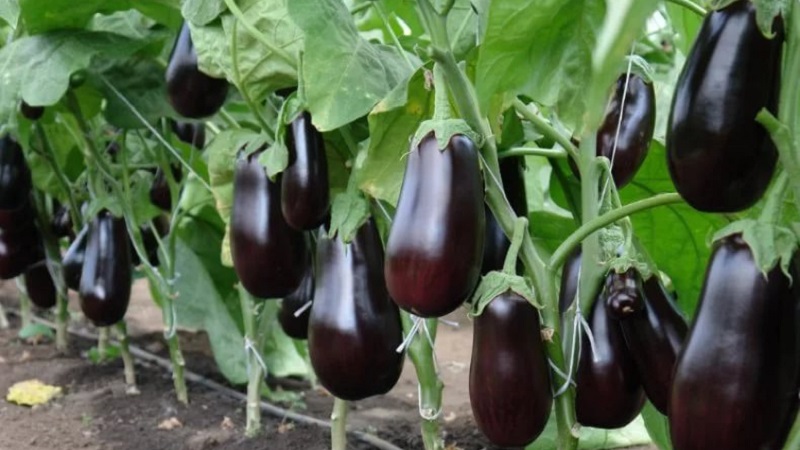 Instructions for growing eggplant from A to Z