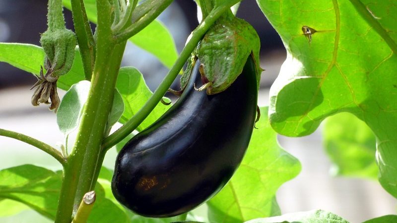 Instructions for growing eggplant from A to Z