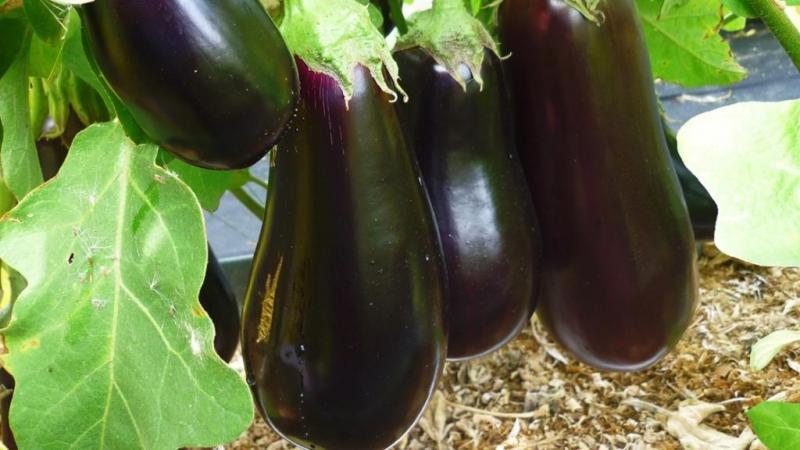 Instructions for growing eggplant from A to Z