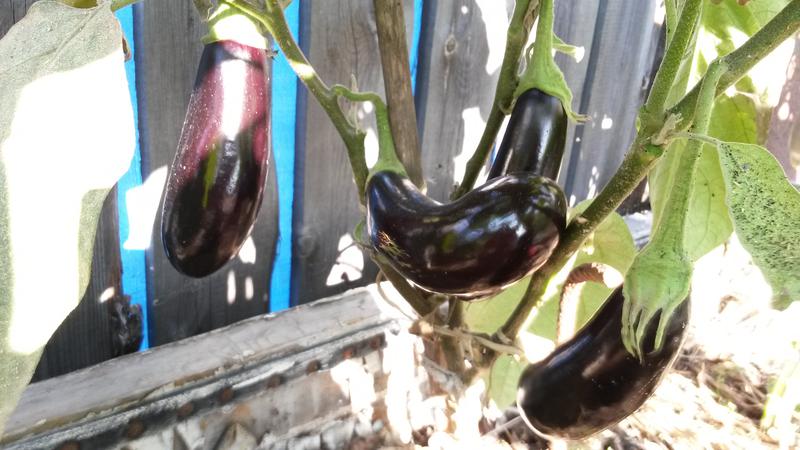 Instructions for growing eggplant from A to Z