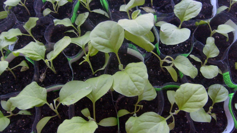 Instructions for growing eggplant from A to Z