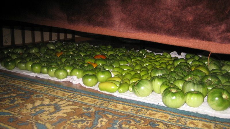 So lagern Sie Tomaten so, dass sie rot werden: Beschleunigen Sie die Reifung und halten Sie das Gemüse lange frisch